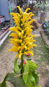 Image result for Justicia aurea