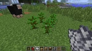 Why Don'T My Jungle Trees Have Any Cocoa Beans? : R/Minecraft