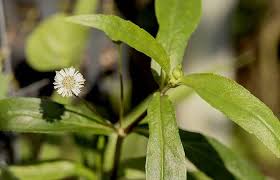 Gambar daun lemon lime draceana. 5 Fakta Menarik Urang Aring Gulma Yang Dapat Menghitamkan Rambut
