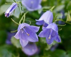 Campanula Cochlearifolia Bavarian Blue For Sale