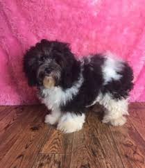 Visit our latest cockapoo puppies at southern star puppies and adopt your new best friend today! Oreo Female Cockapoo 500 Cockapoo Puppies For Sale Cockapoo Cockapoo Puppies