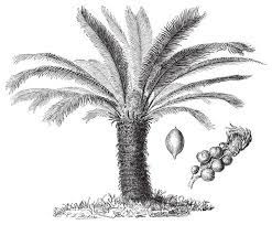 The palm weevil is a serious pest of palms. A Single Sago Palm Seed Can Kill A Medium Sized Dog Southwest Journal