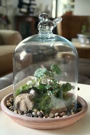 Be Sure That Whichever Plant You Use Is Free Of Insects If You Notice Any Bugs Eradicate Them Before Putti Terrarium Plants Succulent Terrarium Terrarium Diy