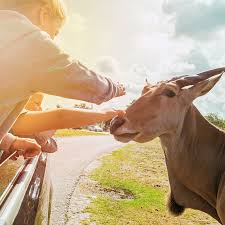 The game park understands itself (also) as a pr agency for native animals and nature. Erlebe Dein Afrika Abenteuer Im Herzen Deutschlands Safariland Stukenbrock