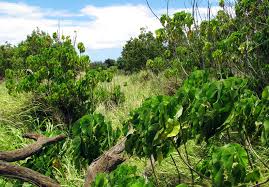 Image result for Macaranga mellifera