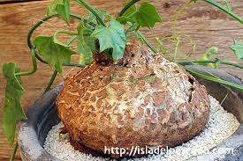 Image result for Cyclantheropsis parviflora