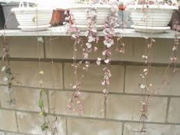 Image result for Ceropegia namuliensis