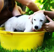 Washing Your Dog 8 Supplies You Should Have Hill S Pet