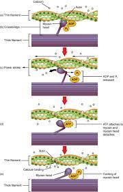 Muscle Contraction Muscle Contraction Anatomy And Physiology Muscle Contraction Steps