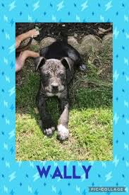Make a difference for a homeless pet and bring love home. Dogs For Adoption Near York Beach Me Petfinder