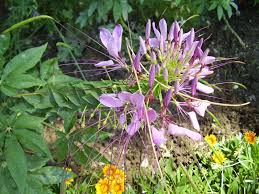 Image result for Cleome houtteana