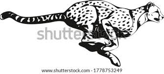 You didn't exactely choose an easy pose to start from (picture based i presume?). Easy Cheetah Drawing At Getdrawings Free Download