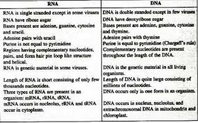 Dna stands for deoxyribonucleic acid while rna stands for ribonucleic acid. Difference Between Dna And Rna Minimum 3 Points Brainly In