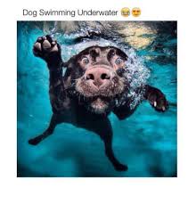 Mermaid barbie swimming underwater in swimming pool water toy diving role play doll. Dog Swimming Underwater Swimming Meme On Me Me