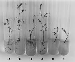 Rice Transformation | Minisiti Base