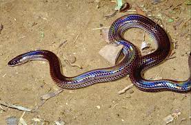 Sunbeam Snake Xenopeltis Unicolor Rainbow Snake Snake Cute Snake