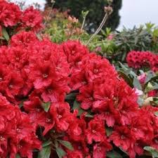 Rhododendron Rabatz The Name Means Ruckus Or Uproar In German And This Variety May Certainly Cause Variegated Plants Deer Resistant Plants Hardy Plants