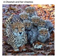 It's not easy being cheesy. It S Not Easy Being Cheesy
