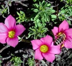 Image result for Oxalis depressa