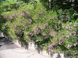 Image result for Indigofera kirkii