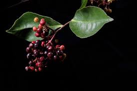 Image result for Ardisia buesgenii