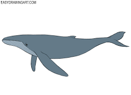 It's even bigger than elephant. How To Draw A Whale Easy Drawing Art