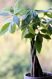 How To Care For A Money Tree Plant How To Grow A Money Tree Plant Money tree plants do best in warmer environments, so you'll want to keep them in an environment that's sochagetty images. how to care for a money tree plant