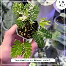 Image result for Mimosa pudica