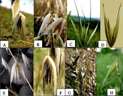 Image result for Avena byzantina