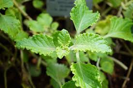 Image result for Aeollanthus rehmannii