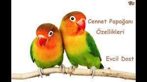 Cennet Papagani Papagan Turleri Youtube
