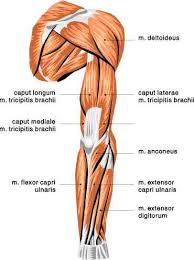 The upper arm is located between the shoulder joint and elbow joint. Muscle Diagram Skeletal Muscles Changing Shape