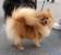 Fluffy Toy Dog Breeds