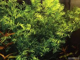 Image result for Ceratopteris thalictroides