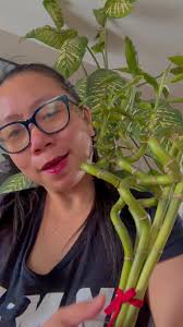 Update to my Lucky Bamboo Plant🥰