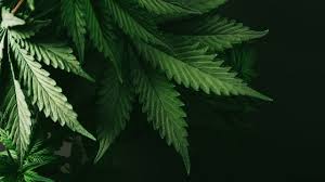 A place to discuss penny stocks freely. Sundial Growers Sndl Stock Price Quote News Stock Analysis