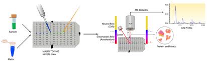 Molecular weight, but we would really like to see fragment ions that provide structural information for the component of interest. Protein Identification By Tandem Mass Spectrometry Creative Proteomics