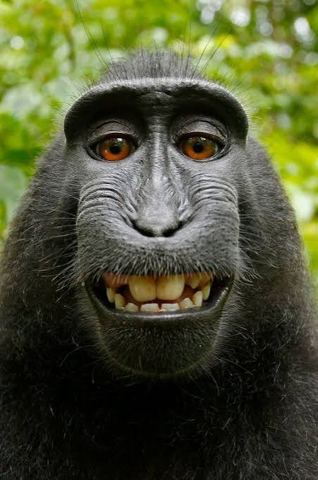Monkey Selfie