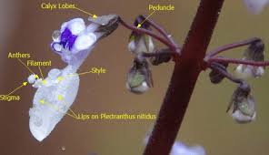 Image result for Limosella maior