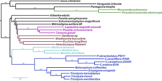Image result for Feretia aeruginescens