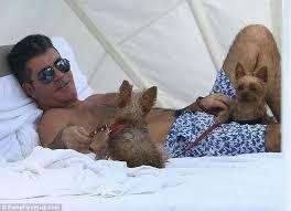 Simon Cowell And His Yorkies Celebrity Dogs Yorkie Yorkie Puppy