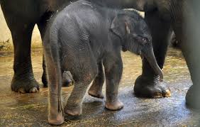 Hewan afrika alam lucu binatang menyusui margasatwa kartun pachyderm safari. Gemas Bayi Gajah Lahir Saat Pandemi Bernama Covid
