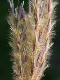 Image result for Andropogon