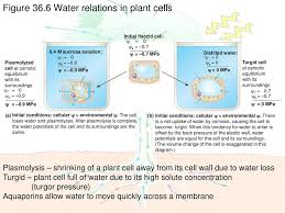 The uptake of k + causes the water potential to become more. Chapter 36 Transport In Vascular Plants Ppt Download