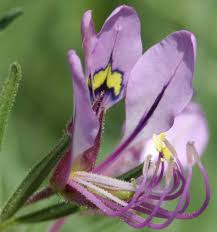 Image result for Cleome hirta