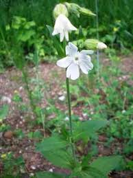 Plukk f.eks prestekrage, leucanthemum, engsoleie eller smørblomst som de fleste kjenner den som, ranunculus acris, skogstorkenebb eller sankthansblomst som den også kalles,geranium sylvaticum og hundekjeks, anthriscus sylvestris. Hvit Jonsokblom Store Norske Leksikon