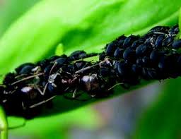 Keep pets contained request stage: The Plant Aphid Universe Springerlink