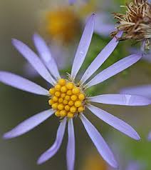 Image result for Felicia filifolia