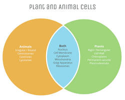 Image of Venn diagram