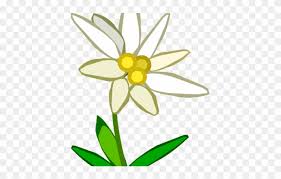 61kb, gambar border bunga picture with tags: Edelweiss Border Cliparts Bunga Edelweis Png Transparent Png 3758572 Pinclipart